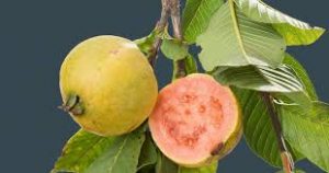 GUAVA LEAVES cure cancer