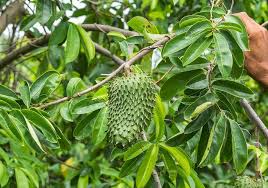 SOURSOP LEAVES cure cancer