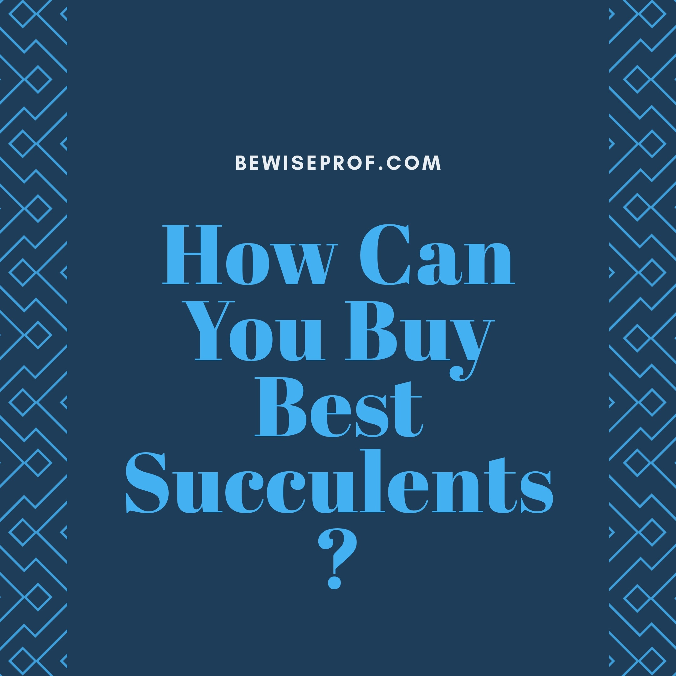 How Can You Buy Best Succulents?