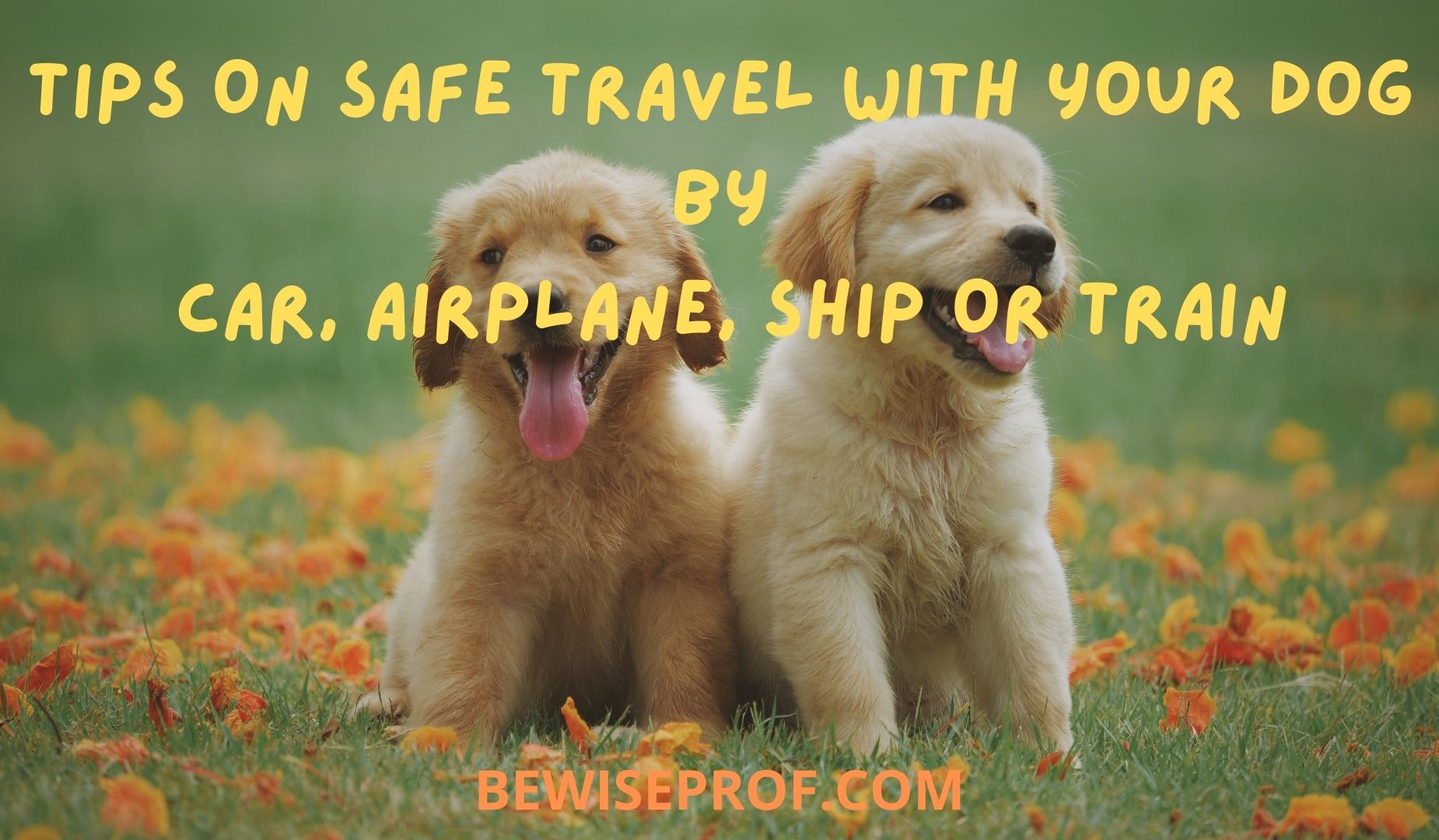 Tips On Safe Travel With Your Dog By Car, Airplane, Ship Or Train