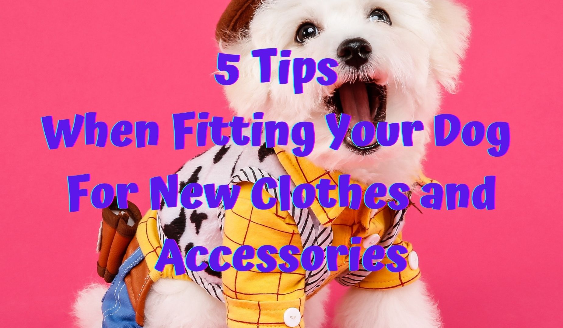 5 Tips When Fitting Your Dog For New Clothes and Accessories
