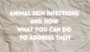 Animal Skin Infections And How What You Can Do To Address Them