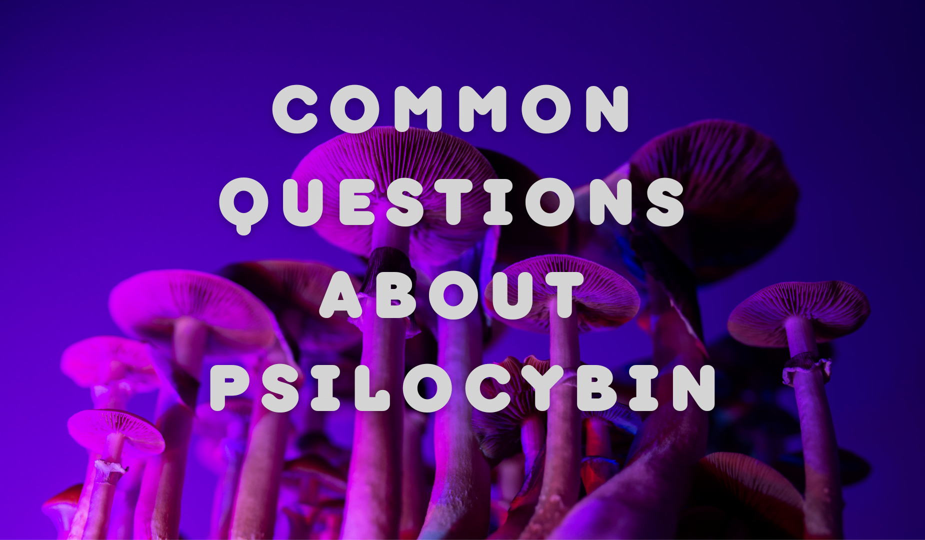 Common Questions About Psilocybin