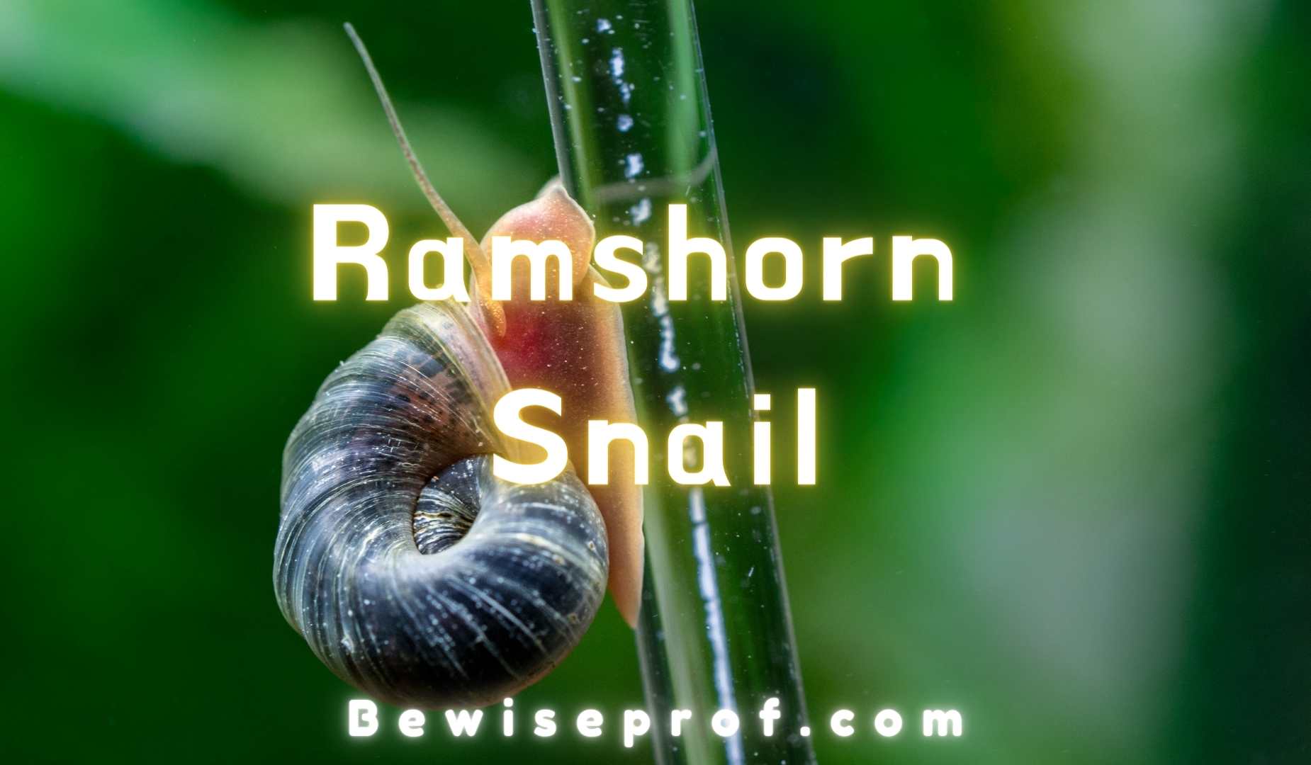 Mini Ramshorn Snail | How To Get Rid Of Ramshorn Snails