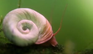 Mini Ramshorn Snail |  How To Get Rid Of Ramshorn Snails
