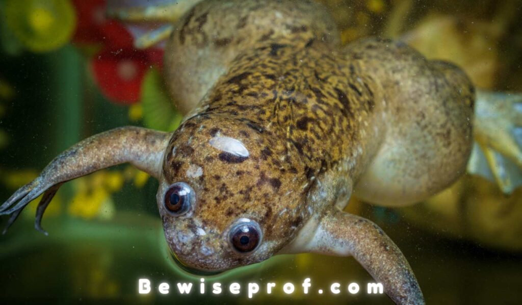 African Clawed Frog Bloat