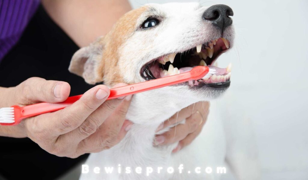 12-Week Old Puppy Broken Canine Tooth