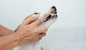 12-Week Old Puppy Broken Canine Tooth