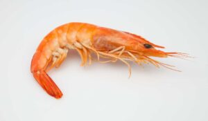 Shrimp Molting Or Dead - How To Know