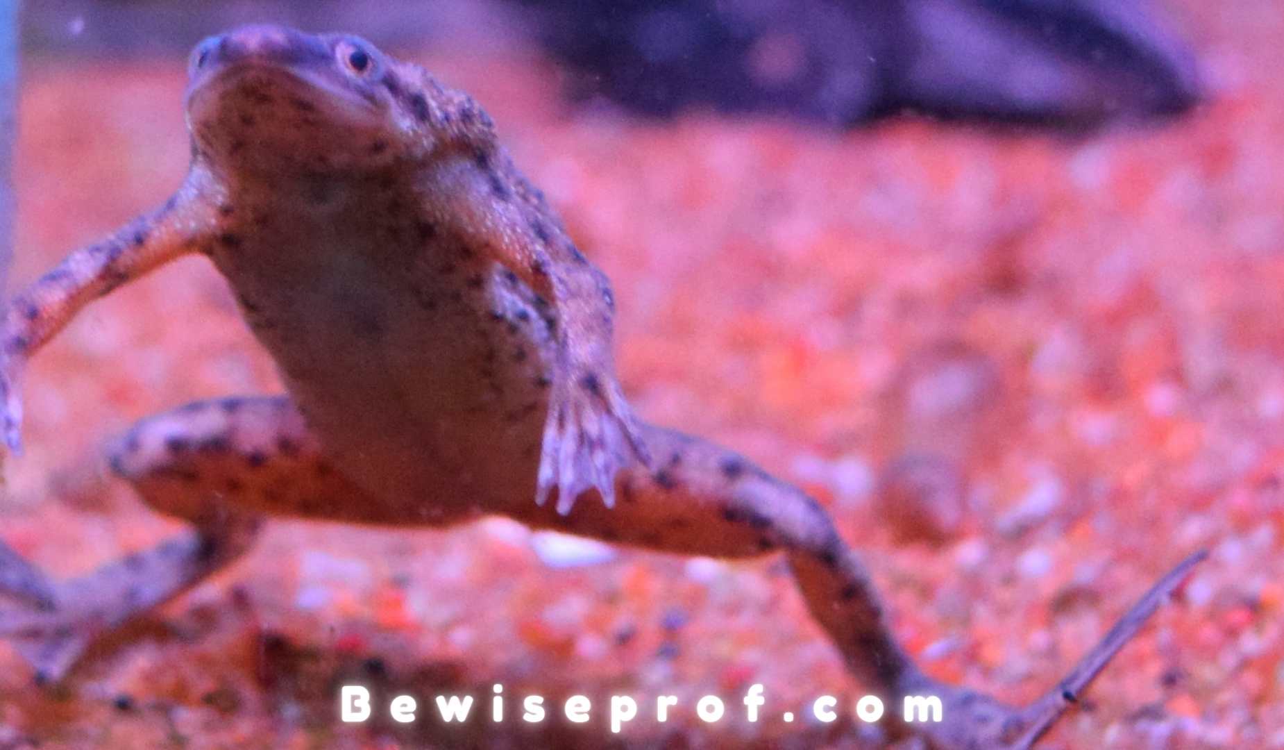 Do African Dwarf Frogs Bury Themselves?