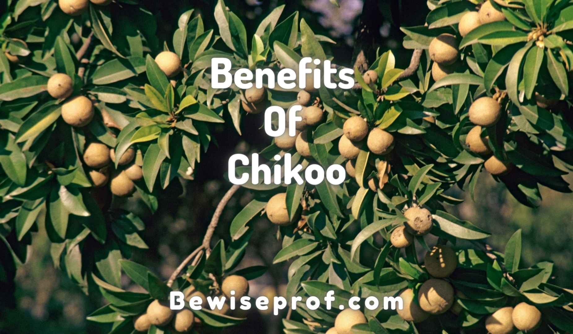 Benefits Of Chikoo