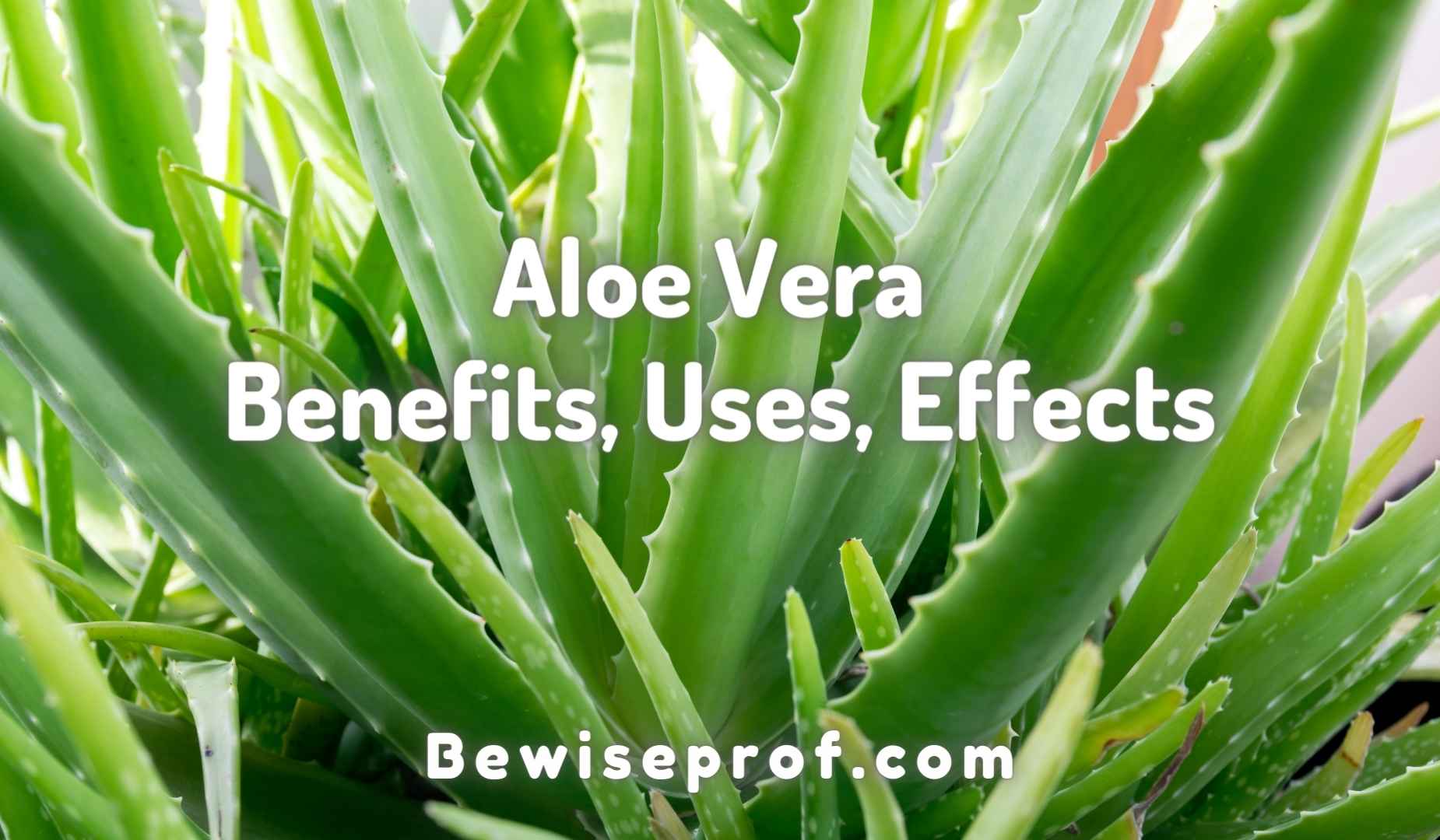 Aloe Vera Benefits, Uses, Effects