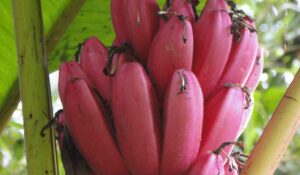 Red Banana Health Benefits And Side Effects