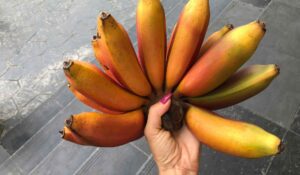 Red Banana Health Benefits And Side Effects