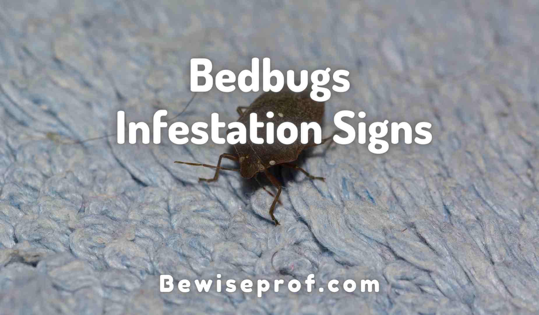 Bedbugs Infestation Signs