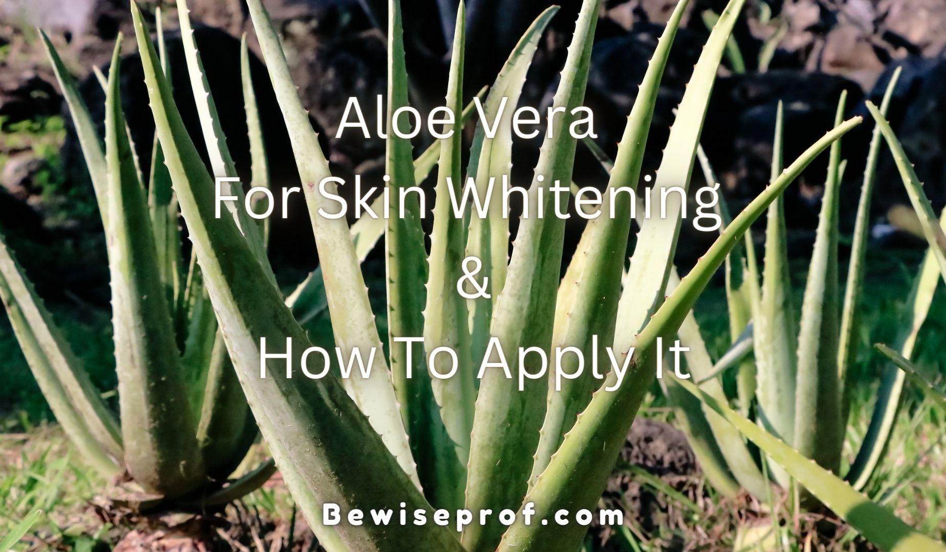 Aloe Vera For Skin Whitening