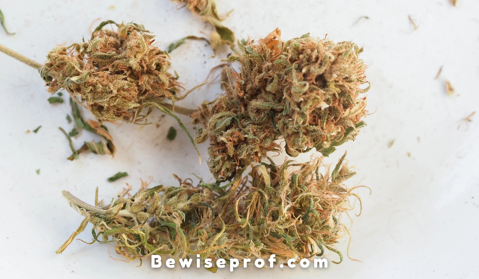 Sativa Strains Demystified: Understanding Cannabis Varieties